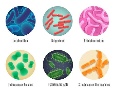 Дисбактериоз: симптомы, причины, диагностика, лечение и профилактика